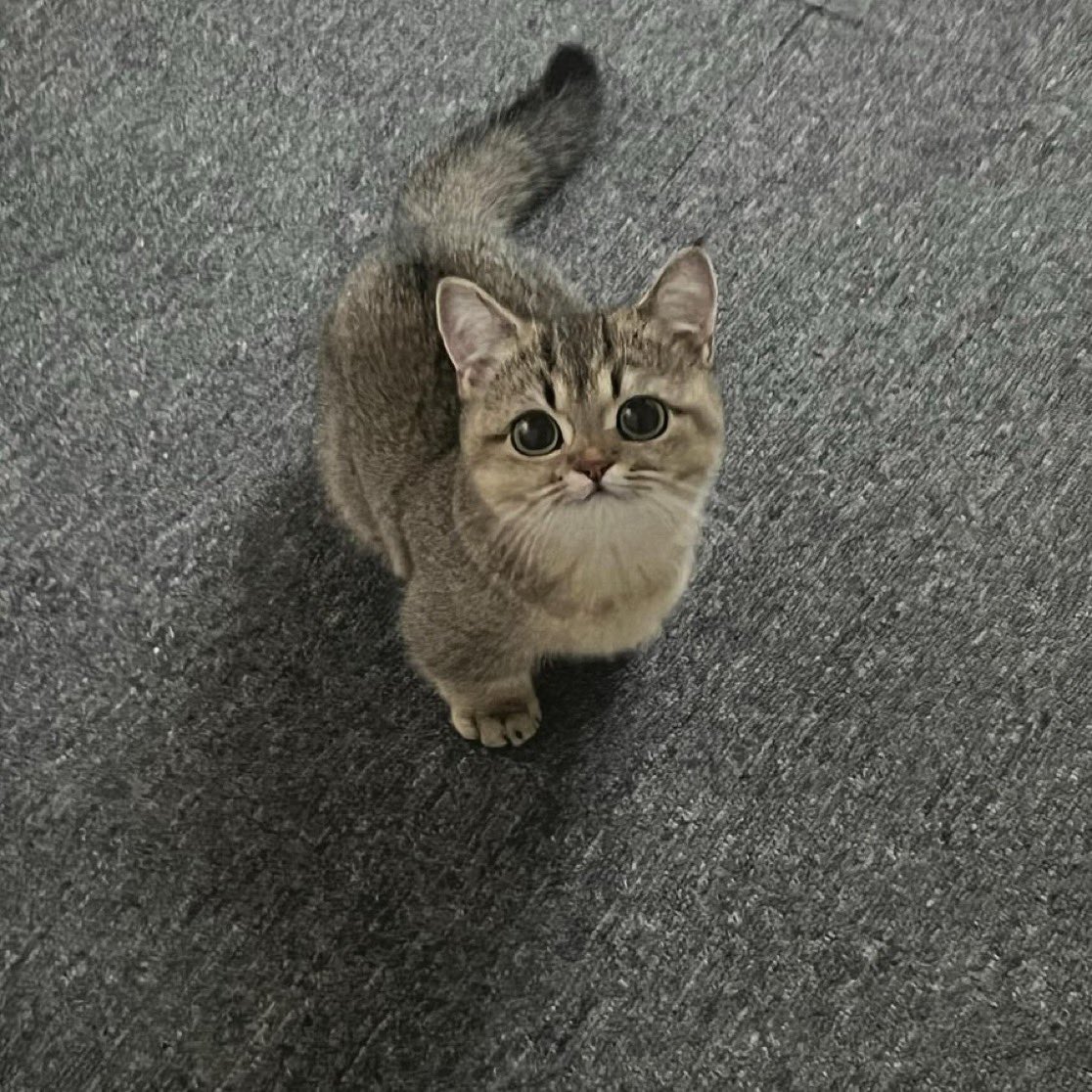 timelinecats's tweet photo. https://t.co/qKLF4gaBtN
