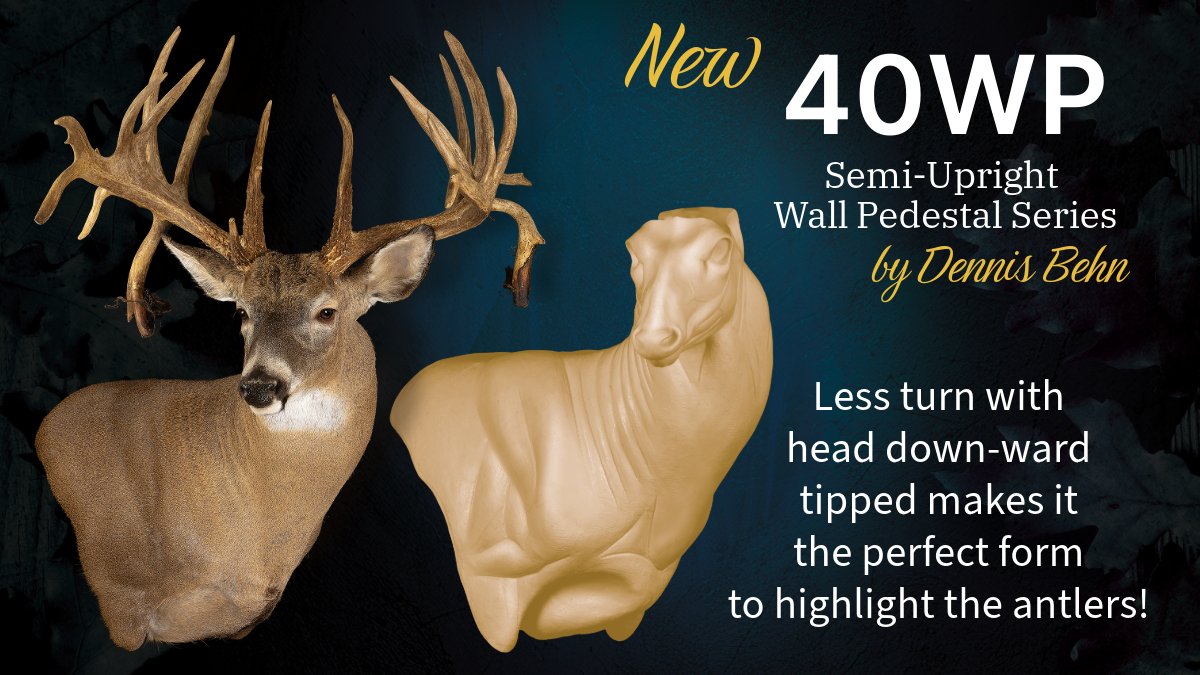 New! 40WP Semi-Upright Wall Pedestal by master sculptor Dennis Behn - With 40 years of sculpting experience, Dennis has crafted a whitetail series featuring less turn and a downward-tipped nose, making it the perfect form to highlight the antlers. 800.279.7985🦌