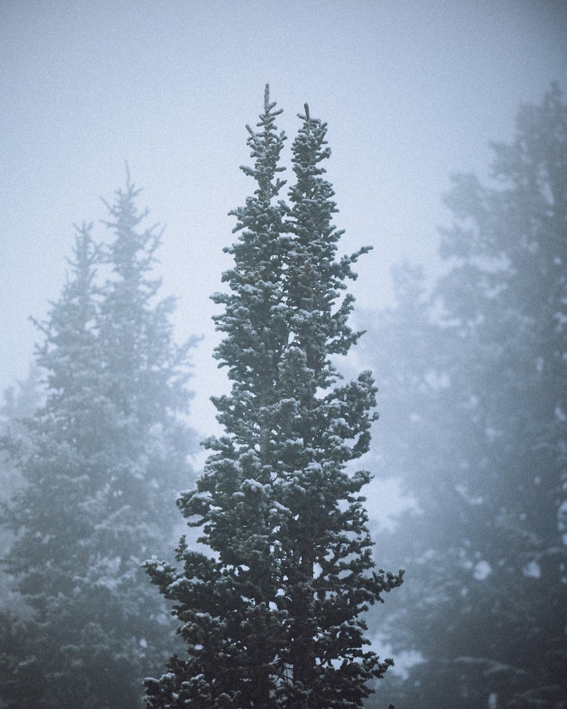 Powder Mountain tweet media