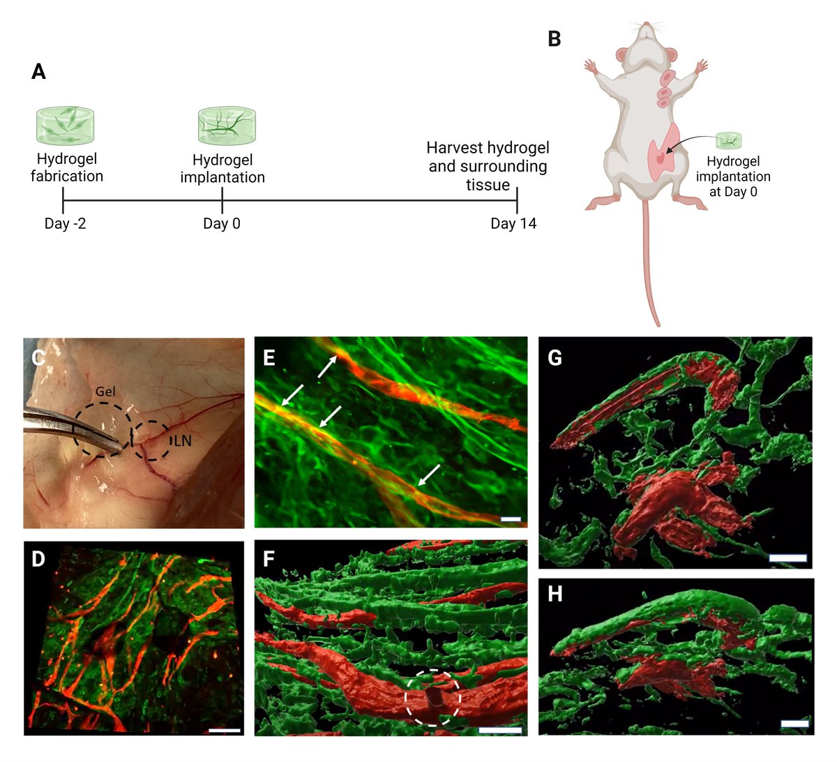 Donny Hanjaya-Putra (@dhpgroup) on Twitter photo Thrilled to share our latest work in collaboration with Laurie <a href="/llittlepage1/">Laurie Littlepage</a> published in <a href="/CommsBio/">Communications Biology</a>. Thanks to all the authors that contributed <a href="/LauraAlderfer/">Laura Alderfer</a>, <a href="/FeiGLFan/">Fei Fan</a>, <a href="/AeroMechND/">Notre Dame AME</a> <a href="/NDBioeng/">Notre Dame Bioengineering</a> student <a href="/Sanjoy_Saha_/">Sanjoy Saha</a>, and our funding agencies <a href="/AHA_Research/">AHA Research</a>, <a href="/NSF/">U.S. National Science Foundation</a>, @NIGMS ! Thrilled to share our latest work in collaboration with Laurie <a href="/llittlepage1/">Laurie Littlepage</a> published in <a href="/CommsBio/">Communications Biology</a>. Thanks to all the authors that contributed <a href="/LauraAlderfer/">Laura Alderfer</a>, <a href="/FeiGLFan/">Fei Fan</a>, <a href="/AeroMechND/">Notre Dame AME</a> <a href="/NDBioeng/">Notre Dame Bioengineering</a> student <a href="/Sanjoy_Saha_/">Sanjoy Saha</a>, and our funding agencies <a href="/AHA_Research/">AHA Research</a>, <a href="/NSF/">U.S. National Science Foundation</a>, @NIGMS !