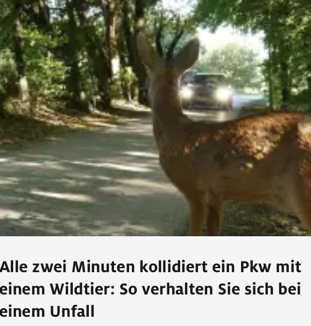 LuckyLu52078797's tweet photo. #Igel 🦔 Tote
#Wildschwein 🐗 Tote
#Eichhörnchen 🐿️ Tote
#Kröten #Frosch 🐸 Tote
#Rehe #Marder #Iltis etc.
Da heute jeder Autofahrer ist, wollen Menschen davon überhaupt nichts hören 👉 klassische Verdrängung!
#Verkehr #Mobilität #Autos #PKWs #LKWs #Blutzoll #Kollateralschaden https://t.co/DYJvnrwecG