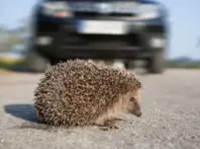 LuckyLu52078797's tweet photo. #Igel 🦔 Tote
#Wildschwein 🐗 Tote
#Eichhörnchen 🐿️ Tote
#Kröten #Frosch 🐸 Tote
#Rehe #Marder #Iltis etc.
Da heute jeder Autofahrer ist, wollen Menschen davon überhaupt nichts hören 👉 klassische Verdrängung!
#Verkehr #Mobilität #Autos #PKWs #LKWs #Blutzoll #Kollateralschaden https://t.co/DYJvnrwecG