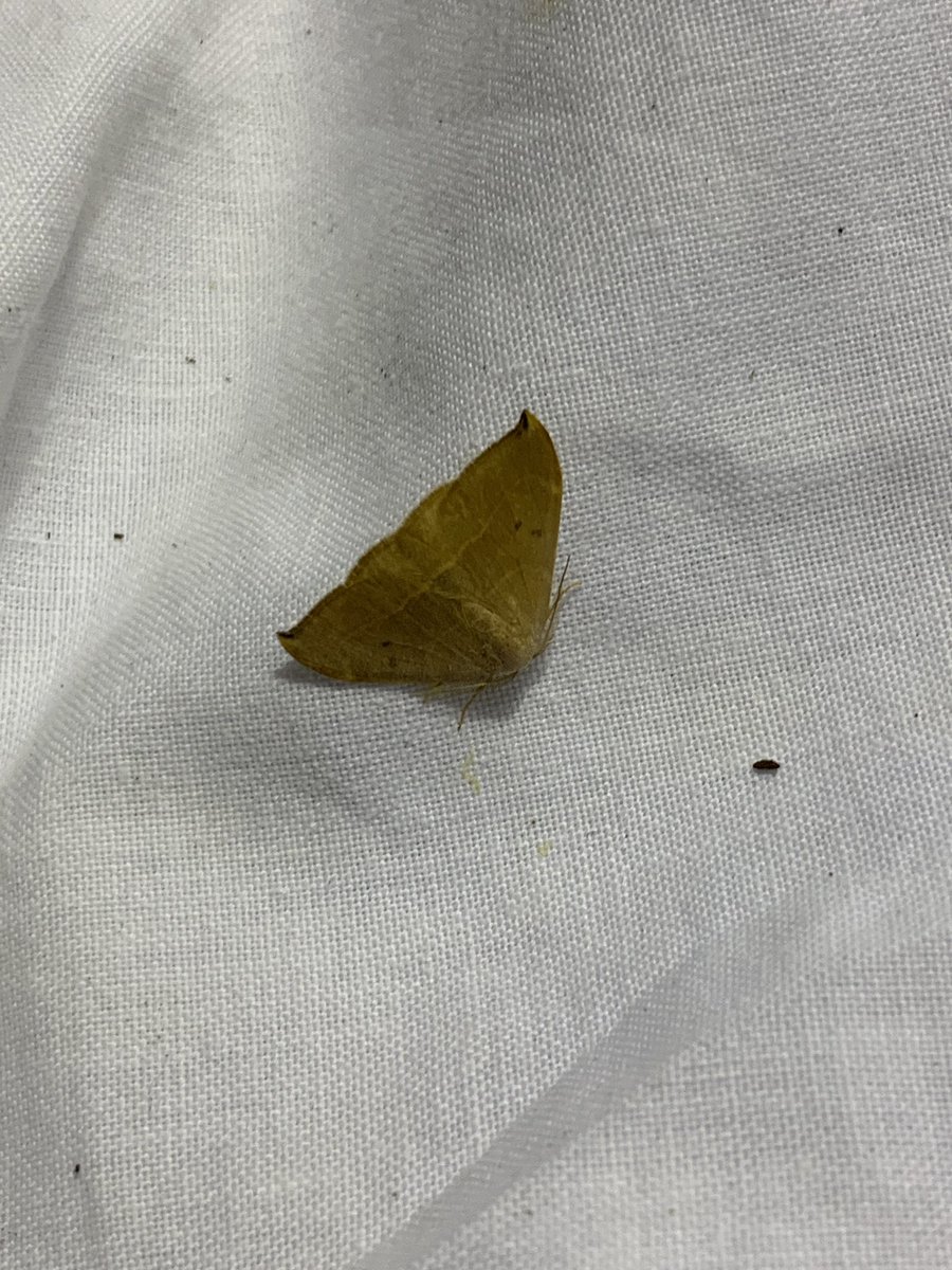 And so it begins! The second Iberian moth meeting. #mothsmatter