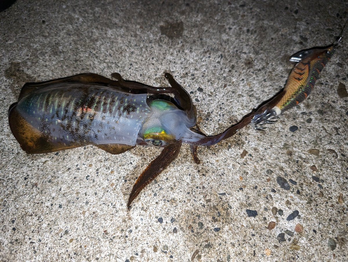 yuu777akkya's tweet image. やっとまともな大潮満月かも😂20あっぷっぷも来たよ☺