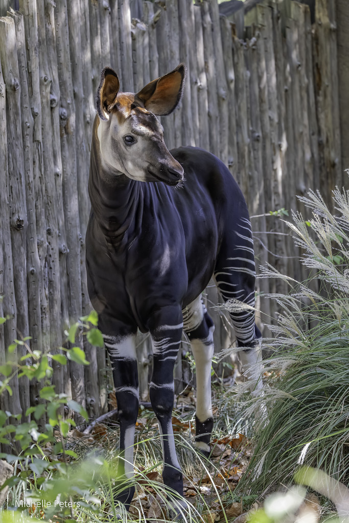 CincinnatiZoo's tweet photo. One way to help protect okapi in the wild is to recycle your old cell phones. Cell phones contain Coltan, a mineral that is mined within okapi habitat. #WorldOkapiDay https://t.co/FQsJd26iQ1
