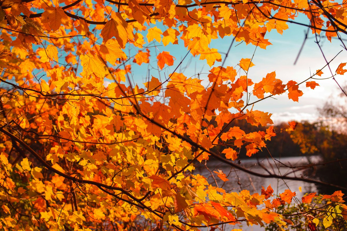 It is the BEST time of the year in Michigan!  
And it is the best time of year to sign up to become a certified science-based date and relationship coach! Time is running out! 📷The next session starts 10/30. Don't miss out! Register now! 📷
✨bit.ly/GLISBCCourse