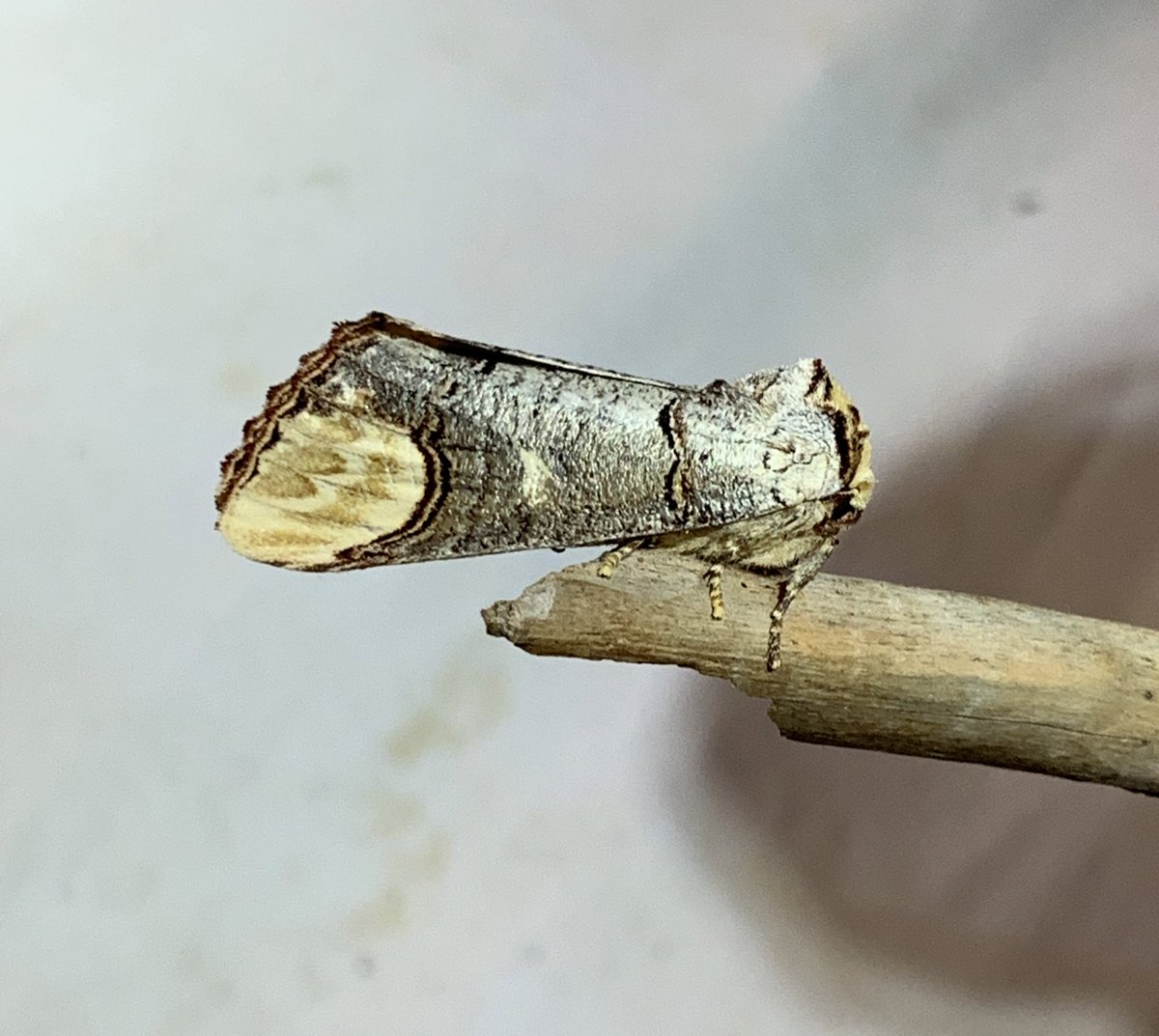 The beautiful Buff tip, Phalera bucephala #mothsmatter #iberianmoths #pinardelrey