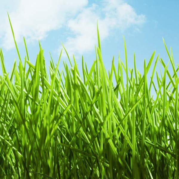 Pasquesis's tweet image. Keep grass at the ideal height going into winter... reduce the chances of disease, snow mold, &amp;amp; frost damage. When too long, moisture is trapped &amp;amp; becomes a breeding ground for snow mold-- when too short it's susceptible to root damage. pasquesi.com/lawn-and-garde… #mowing #fall