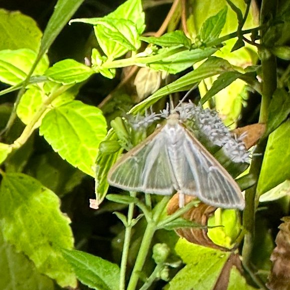 TPWDnews's tweet photo. Nighttime is the right time to see some cool #TxPollinators π
π· Four-spotted palpita moth via Texas Nature Trackers https://t.co/elzwodEFS9