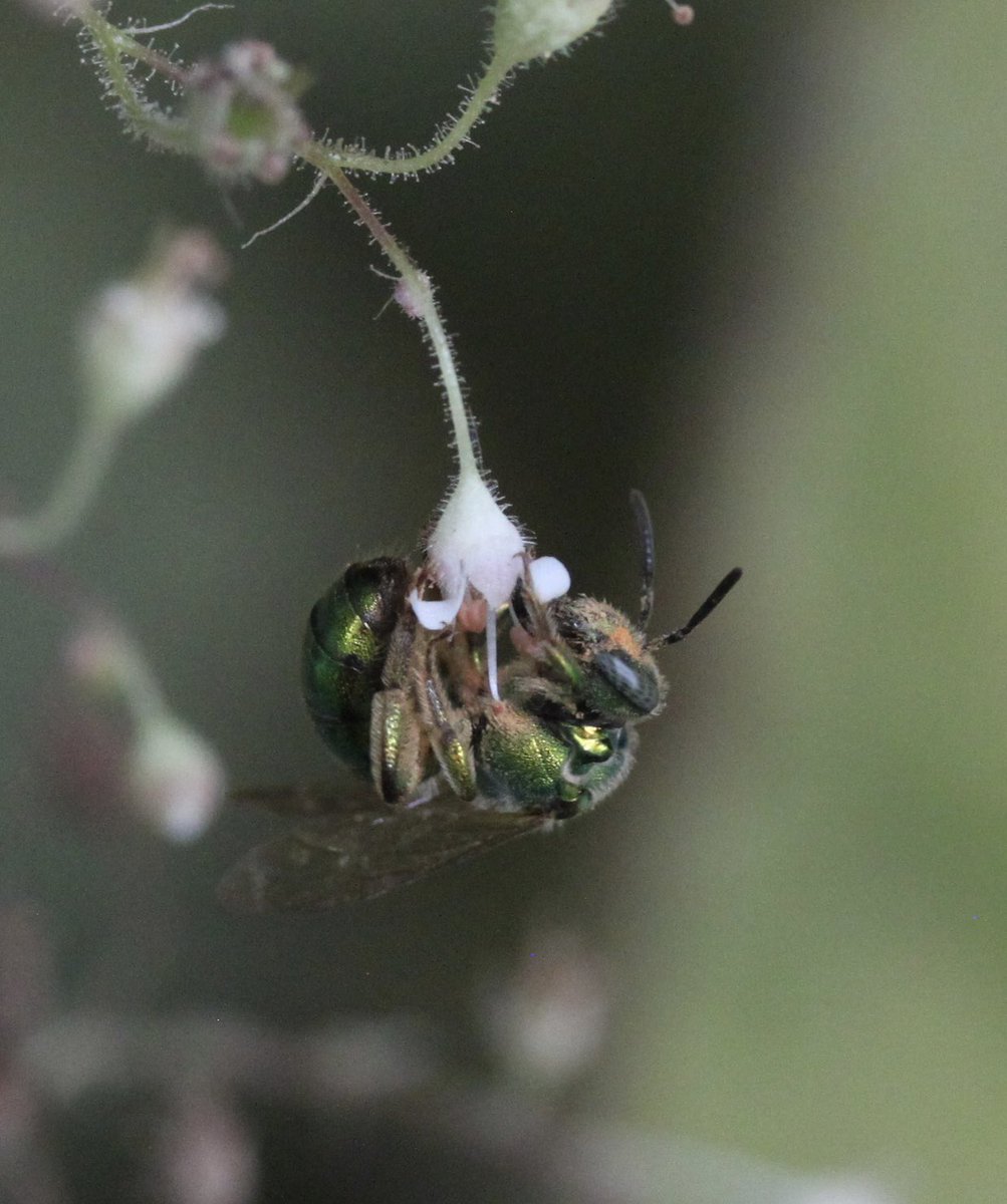 Dexcem Pantinople tweet media