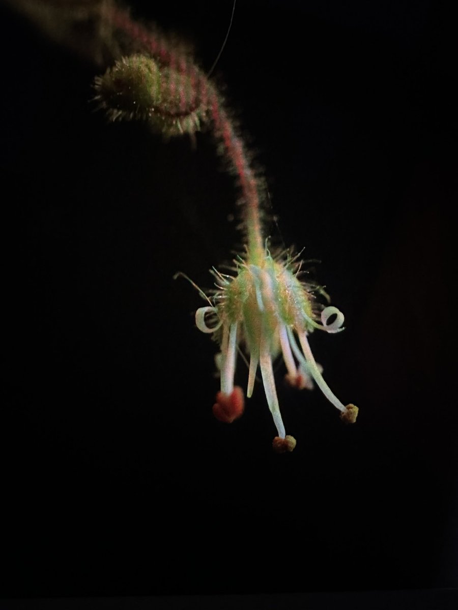 Dexcem Pantinople tweet media