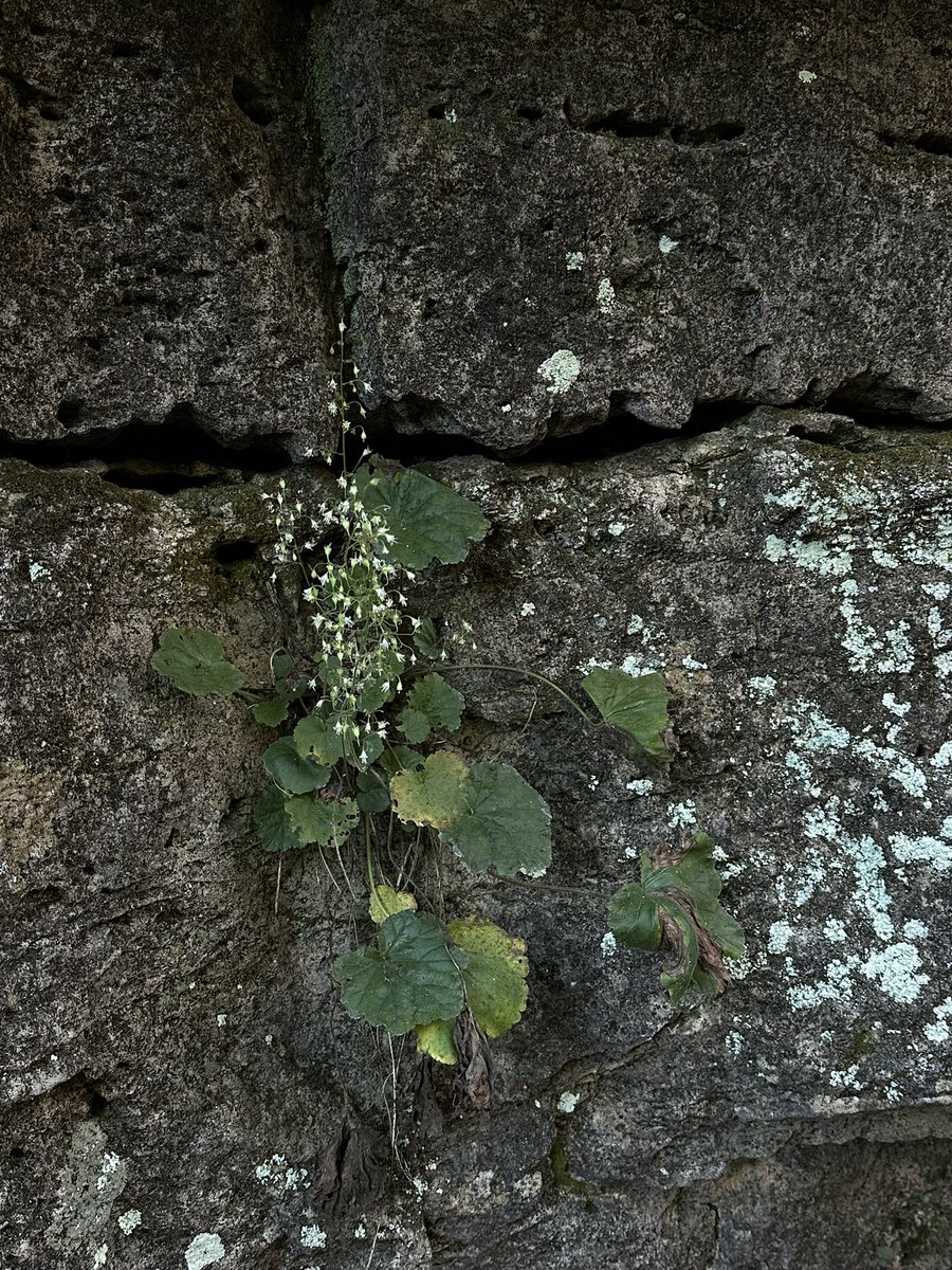 Dexcem Pantinople tweet media