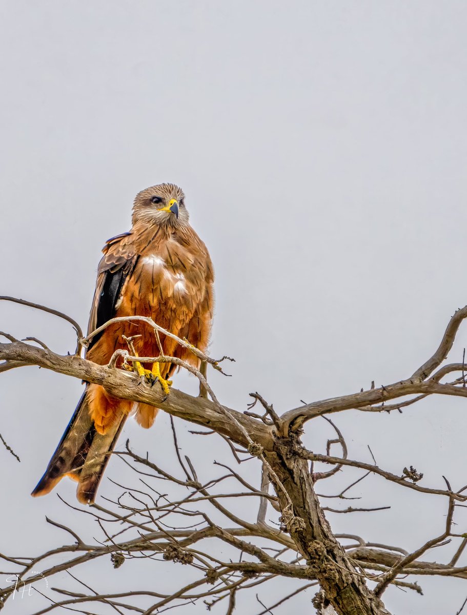 travishale's tweet photo. Black kite (Milvus migrans).
#photography #photographersoftwitter https://t.co/4UZbyTuNjJ