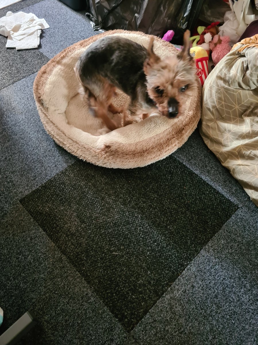 It's with heavy heart today that I post regarding the hardest decision I've ever had to make in my life &amp; something I've always dreaded having to make.
This afternoon, Bentley Bogtrotter &amp; I said our last goodbyes. Click below to read more
xxx
wizards-keep.blogspot.com/2024/