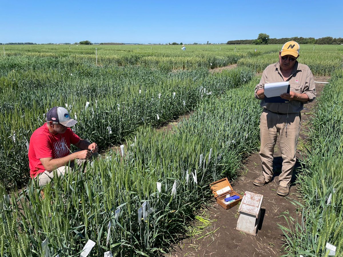 Crossing block is full speed ahead at <a href="/IntaPergamino/">INTA Pergamino</a> !