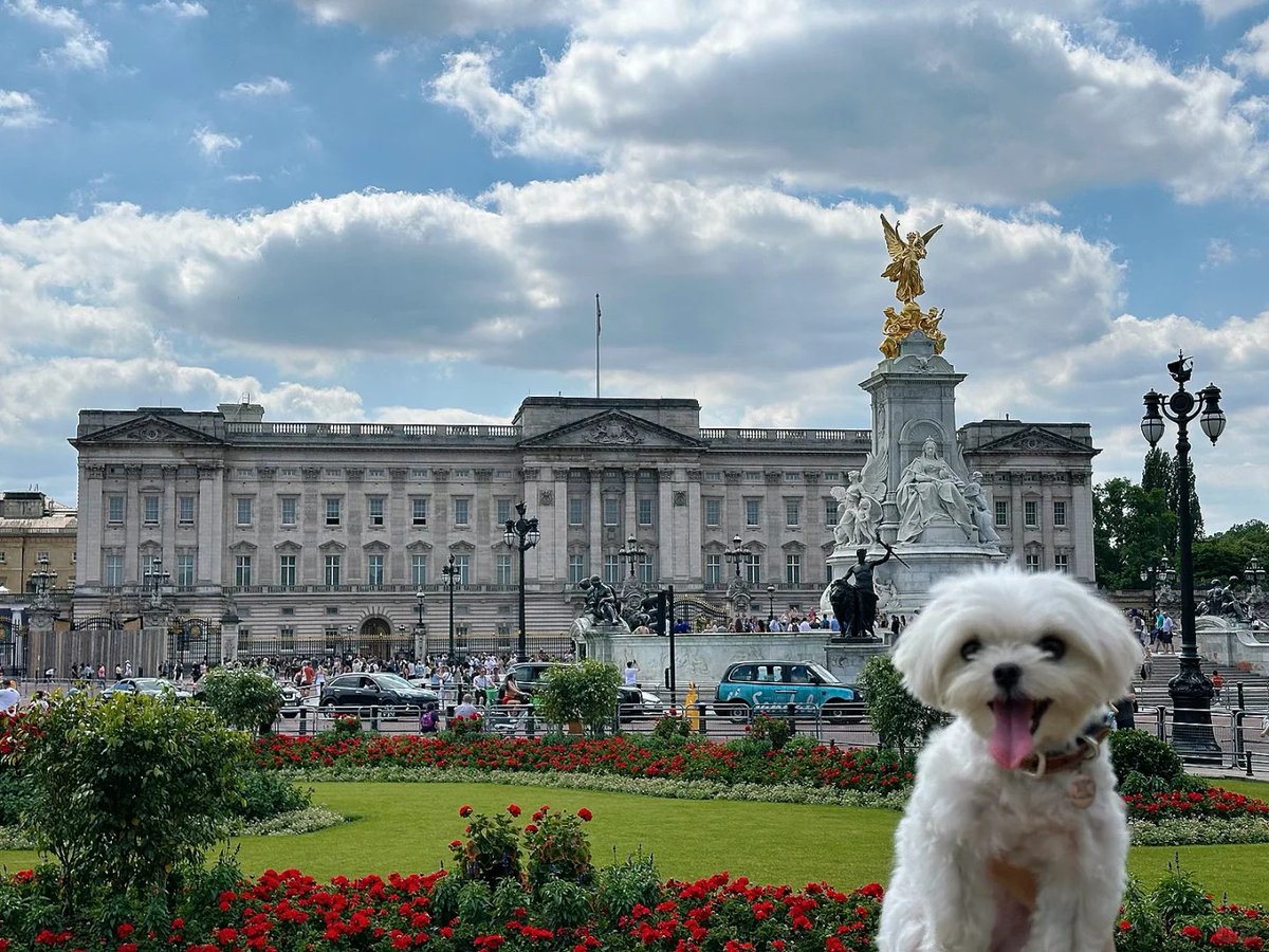 Queen58003543's tweet photo. Palace views and puppy feels. 🏰❤️ https://t.co/EddhmcdjPL