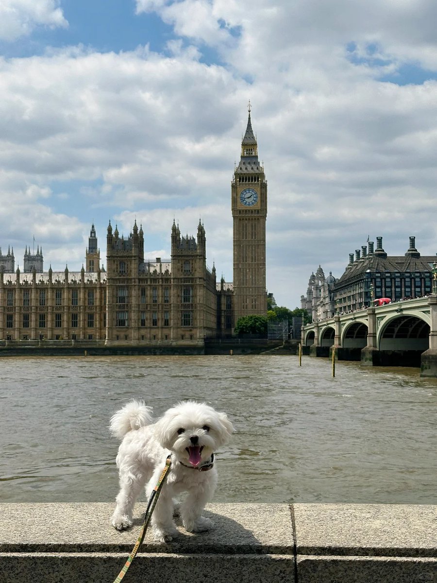 Queen58003543's tweet photo. Palace views and puppy feels. 🏰❤️ https://t.co/EddhmcdjPL