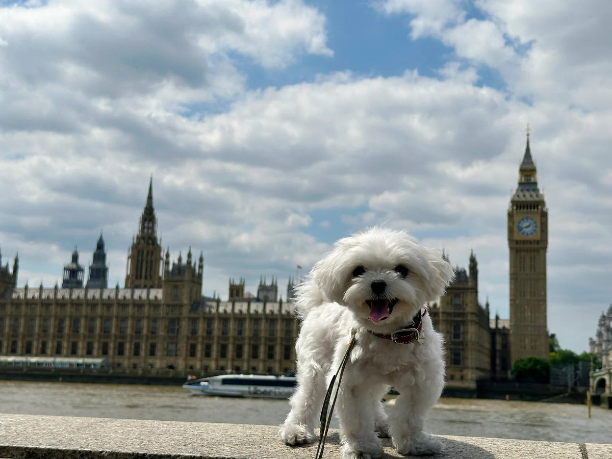 Queen58003543's tweet photo. Palace views and puppy feels. 🏰❤️ https://t.co/EddhmcdjPL