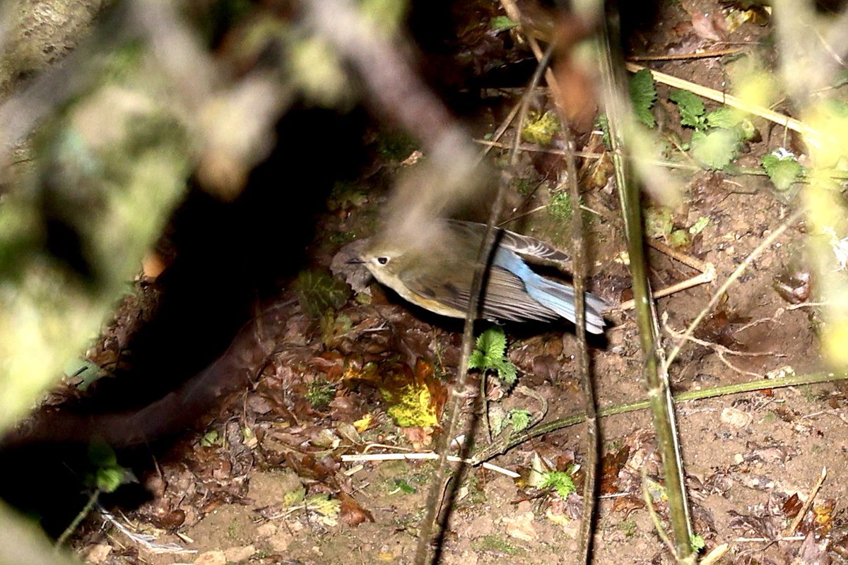 ScratchTrev's tweet image. At Bempton RSPB, the Bluetail showed from 10.30ish to 18.00 for many happy observers today. Mostly in the Dell in flight, posing perched  up and even had time to sunbathe! Was later seen later Pallas’s Patch later in day. A Little Bunting earlier was a bonus!