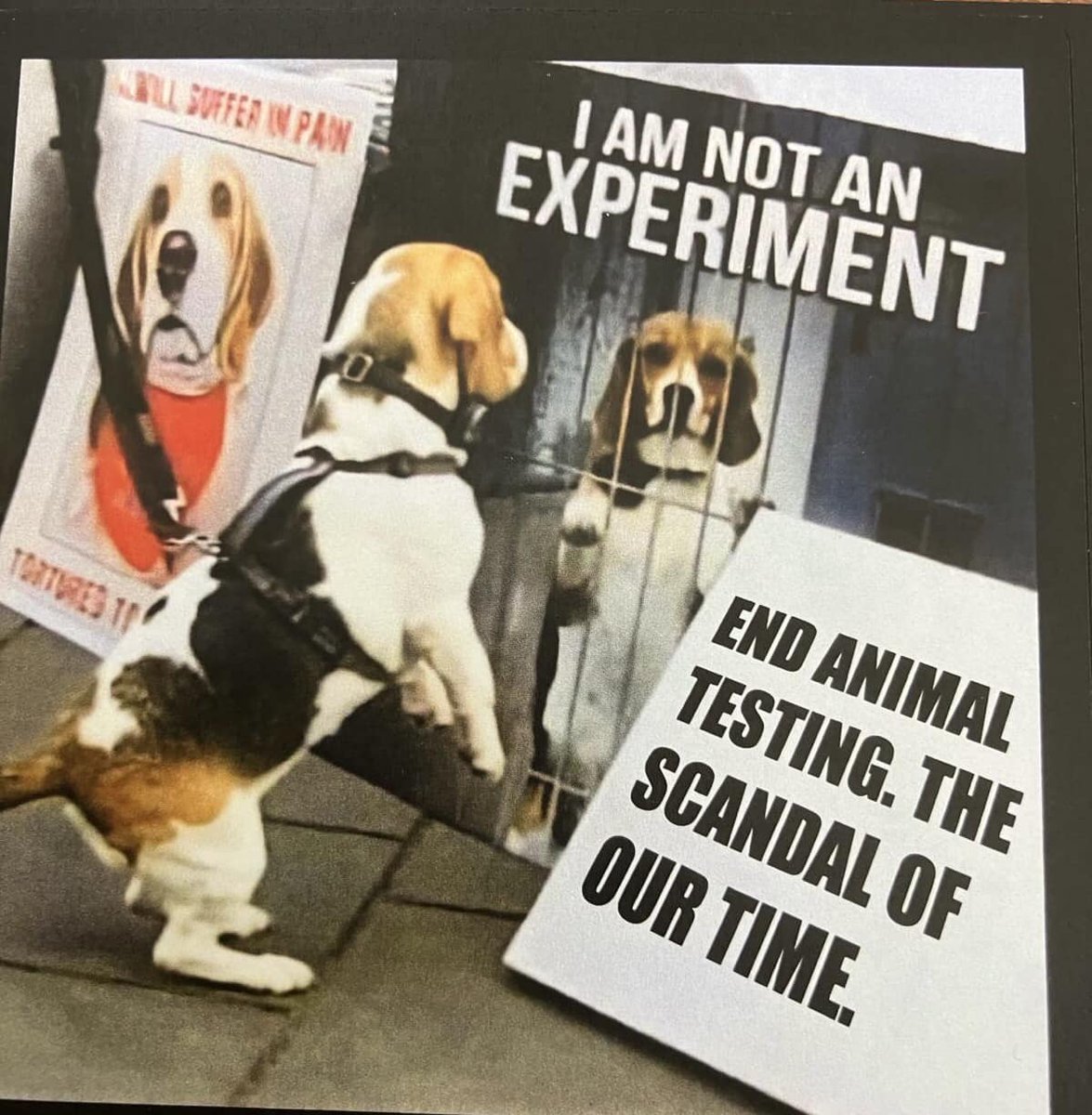 shazstratford64's tweet photo. Two vans of puppies have left MBR this morning #itsnotscienceitsviolence nobodyβs life is saved, everybody dies !! The dogs are tortured and made to suffer before they are murdered!!! #theprocessofanimaltestinghasneverbeenscientificallyvalidated @CBUK10 @CBUK22 @jamiecooke67003 https://t.co/p4wqjLeLNz