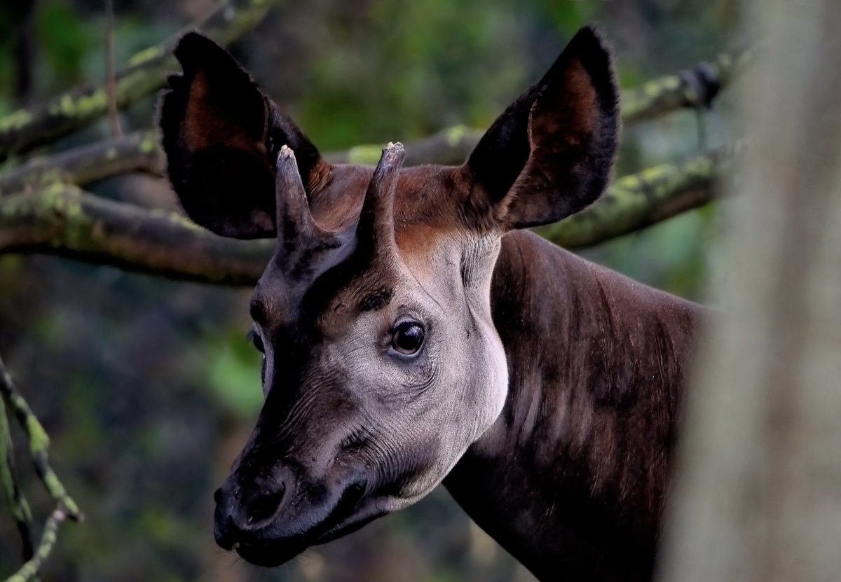 GooutDiscover's tweet photo. Congo’s Hidden Treasure

The okapi, a rare treasure of Congo, thrives in the Ituri Forest and is protected by the Okapi Wildlife Reserve, a UNESCO site.

Discover #Congo with us. 

📧 gooutanddiscover@hotmail.com
📞 +243 993 321 787

#WorldOkapiDay #Okapi #GoOutAndDiscover #Goma https://t.co/Z10R7kLu2e
