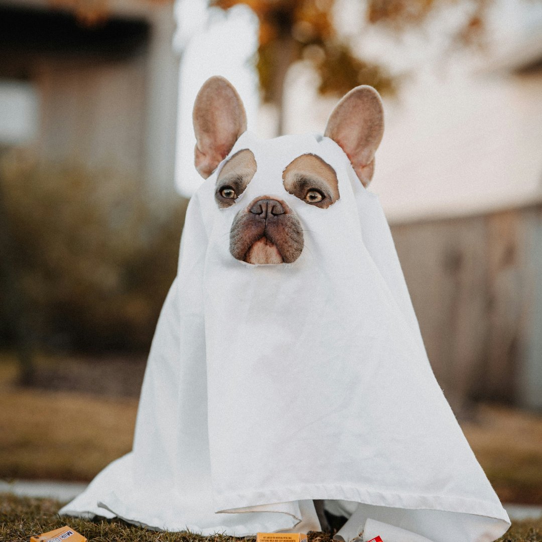 Keep your fur baby away from the Halloween haunts and book their stay at Canine Country Club &amp; Feline Inn. Reserve now and let the spooky fun begin! 🐾🎃

Reserve here: caninecountryclubaz.com