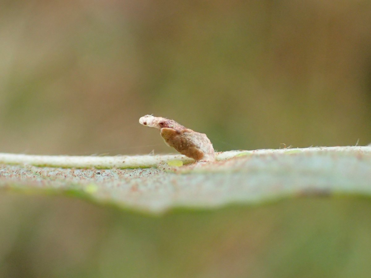 Andy D. Nunn (@andydnunn) on Twitter photo A few moth highlights from the last week: Palpita vitrealis and Exapate congelatella (both new for the garden, VC 61), a Caloptilia honoratella mine on sycamore, and a Coleophora lusciniaepennella larval case on grey willow. #teammoth <a href="/DoubleKidney/">Charles Fletcher</a> <a href="/MigrantMothUK/">Migrant Lepidoptera</a> <a href="/BC_Yorkshire/">Butterfly Conservation Yorkshire</a> A few moth highlights from the last week: Palpita vitrealis and Exapate congelatella (both new for the garden, VC 61), a Caloptilia honoratella mine on sycamore, and a Coleophora lusciniaepennella larval case on grey willow. #teammoth <a href="/DoubleKidney/">Charles Fletcher</a> <a href="/MigrantMothUK/">Migrant Lepidoptera</a> <a href="/BC_Yorkshire/">Butterfly Conservation Yorkshire</a>