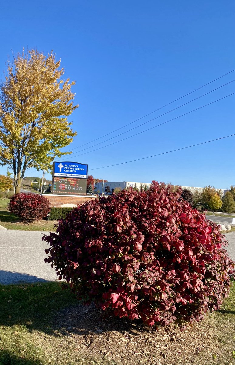 Our burning bushes are almost in full colour. 

'Nec tamen consumebatur' (Latin) is the motto of ⁦<a href="/PCConnect/">Presbyterian News</a>⁩—‘Burning but not consumed.’