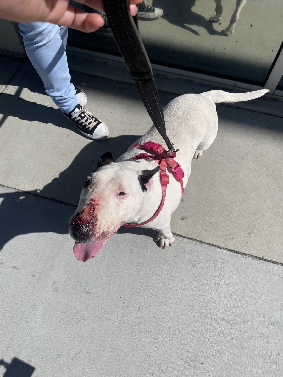 karolime__'s tweet photo. Is anyone missing a female bull terrier in South Gate. She’s hurt 😢 she did not have a leash, I just put this on her https://t.co/2aaFjLrBPv