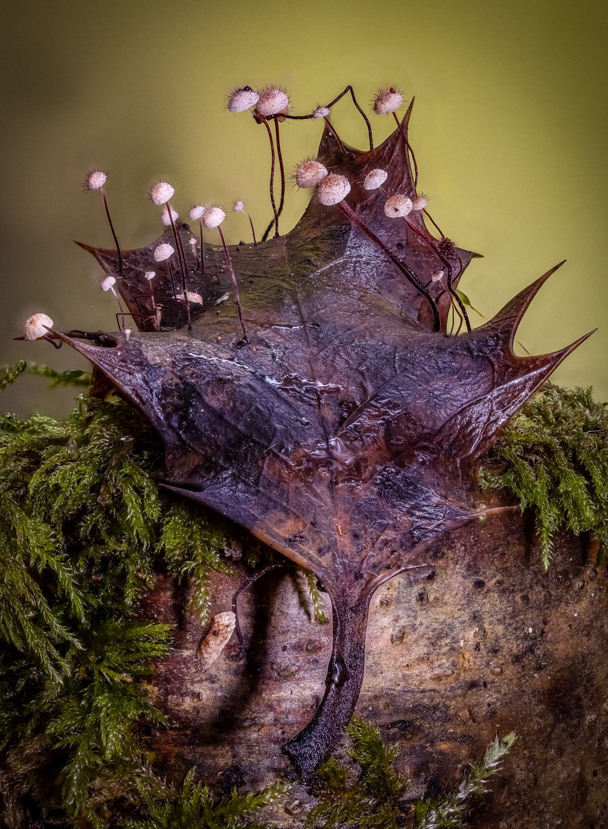 Richard Clifford 🇬🇧 tweet media