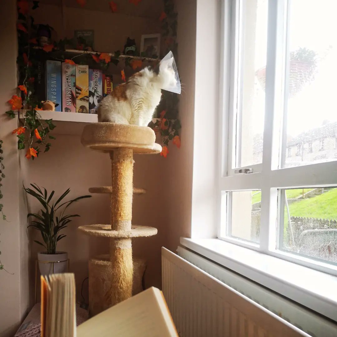 DrCNorth's tweet photo. Always nice to read on a rainy day 🧡🌧️📚
(Nearly had Sky Plus, but Courtney kept moving 😅) https://t.co/Vyawo1dnla