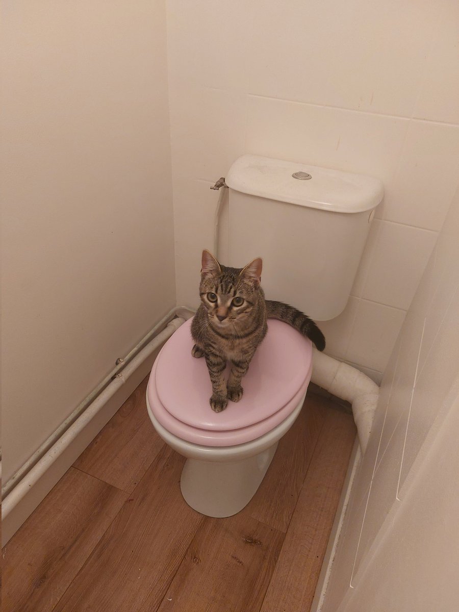 pauline 🌸🪷 (@usirichap) on Twitter photo 