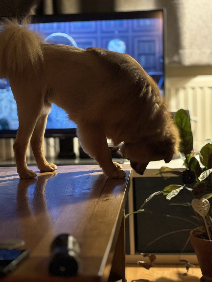 Annoying things Ozzy does …