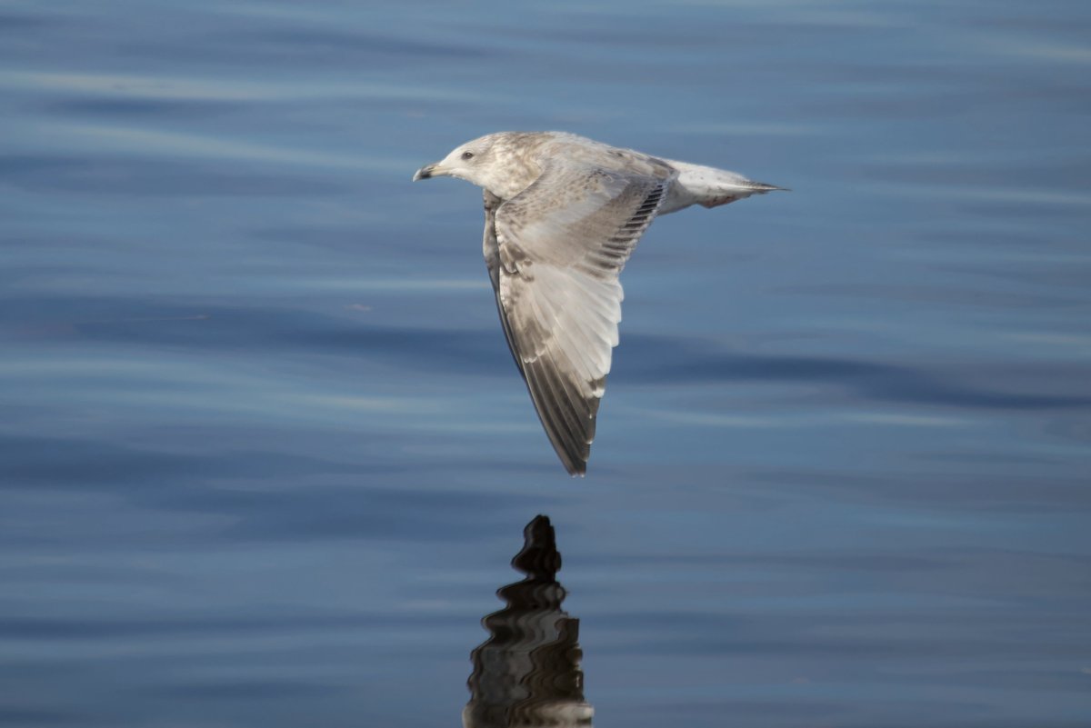 Having spent some time trying to figure out juvenile gulls,  I can't figure out what this is. 2nd year Lesser Black Backed Gull?