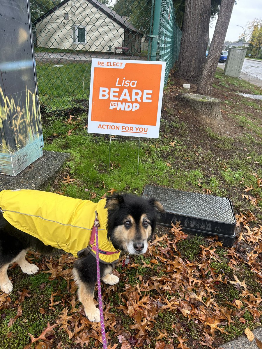HillNikki's tweet photo. Dukey says: get those cute raincoats on and make it happen!
#bcpoli
#VoteBCNDP https://t.co/IXisS4p8Qq