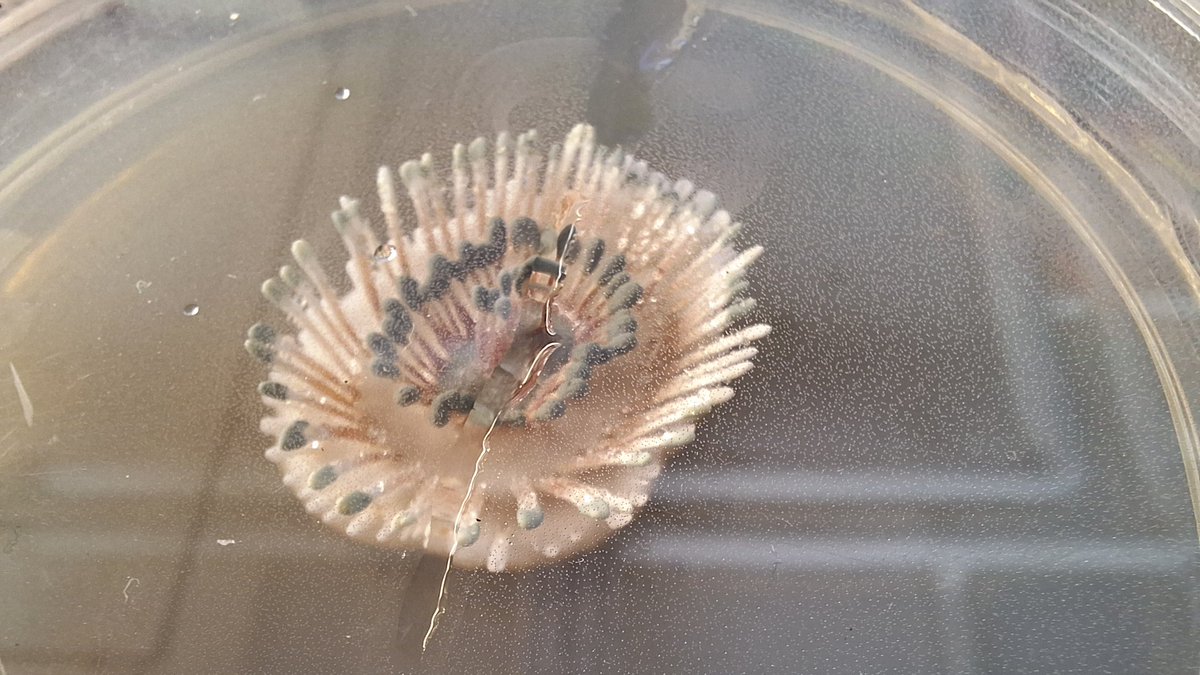 isakoditomassi's tweet photo. Um, ya, so clearly my photos didn't come out very good, but look at this absolutely freaky fungus!

Credit to @chasemayers who co-teaches the fabulous mycology class I'm in this semester = )

#mycology #penicillium #FungiFriday #CornellPPPMB https://t.co/20hIMtAYZL