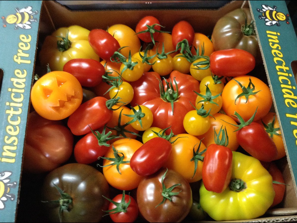 NutbourneTomato's tweet photo. All colours, shapes and sizes, @sussexpeasant @VillageGreens1 #insecticidefree #britishtomatoes https://t.co/zXxPR4n4XA