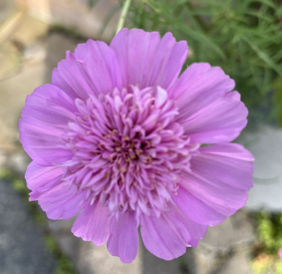 greta_krendel's tweet photo. #Cosmos #Popsocks seed collected last autumn, sown in spring & still flowering, October 2024 @CarolKlein you are so right about #seedsforfree #GardenersWorld https://t.co/xl5SNMPOcr