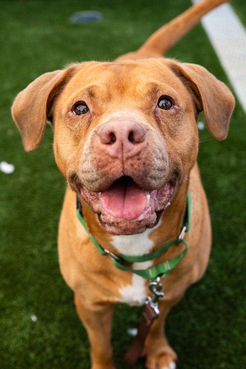 thedogist's tweet photo. ADOPTABLE: Bebe Bluff &amp; Croissant, mixes • “Bebe Bluff is a cuddle bug. Her biggest concern is her and other dogs. Croissant was very fearful when he first got here, but he’s gotten a lot better.” Bebe Bluff and Croissant are available for adoption now via @NYCACC! https://t.co/mF1Ylaixrg