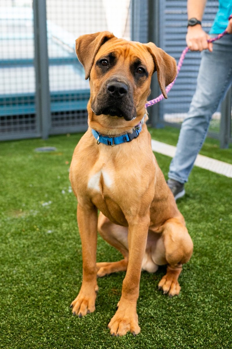 thedogist's tweet photo. ADOPTABLE: Bebe Bluff &amp; Croissant, mixes • “Bebe Bluff is a cuddle bug. Her biggest concern is her and other dogs. Croissant was very fearful when he first got here, but he’s gotten a lot better.” Bebe Bluff and Croissant are available for adoption now via @NYCACC! https://t.co/mF1Ylaixrg
