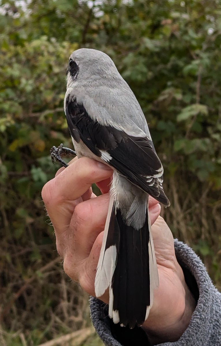 Amazing few days at #Migweek. 5 lifers inc Radde's Warbler, Pallas's Warbler, Red-flanked Bluetail, Great Grey Shrike &amp; Little Bunting. Thanks to all involved in organising <a href="/FlamboroughBird/">Flamborough Bird Observatory</a> <a href="/Bempton_Cliffs/">RSPB Bempton Cliffs</a>