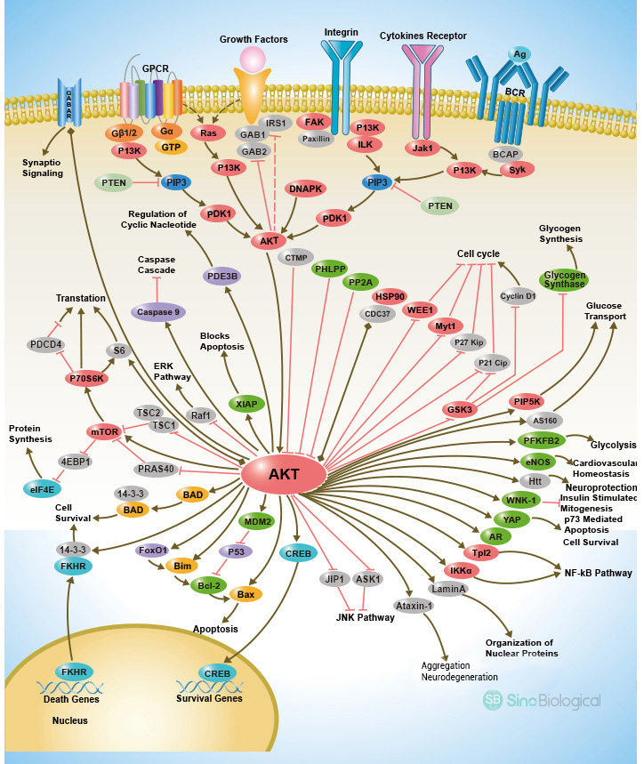The PI3K/Akt pathway is a key player in regulating cell survival and differentiation, making it a prime therapeutic target for #cancer and #inflammatory diseases. We offer an expanded range of products to support your research: ow.ly/Z7TN50TMF45
