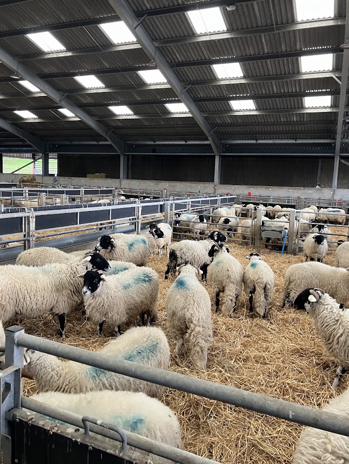 Brock and Calder Landscape Recovery tweet media