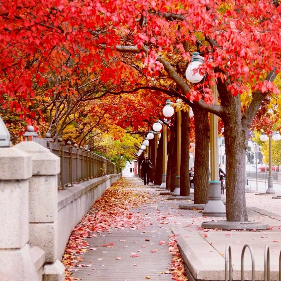 Ottawa in the autumn morning is amazing The sun is shining, air is crisp &amp; fall colours are at their peak! Join our Historical Highlights walking tour Saturday@11 AM. Register@ ottawawalkingtours.com
#Autumnvibes #FallFeels <a href="/fairmontlaurier/">Fairmont Laurier</a> <a href="/LordElginHotel/">The Lord Elgin Hotel</a> #Ottawa <a href="/ByWardMarket/">ByWard Market</a>