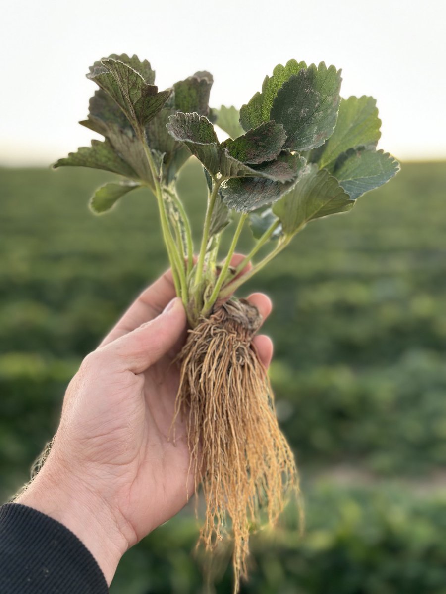 Strawberry plant harvest going well in Idaho. RhizoCarbon and Octane Boost have anchored the fertility this season and provided an efficient nutrient update to achieve this superlative root development.