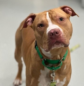 psychicwhisper3's tweet photo. 🪙🐾MIDAS😟Is Grieving😭#NYCACC
Lost His Owner &🏡Due To Eviction💔
💠A Puppy 10 Months Old💠#211288
He Is So Eager To Please That Look In
His Eye So Pleading😖So Cute/PlayfulToo
Good W/O🐕& Trained.
On📙KILL COMMAND NOW❌⏰
#Foster DM @notthesameone2
#Pledge2Save #ResQ https://t.co/p7Crxd4BbK