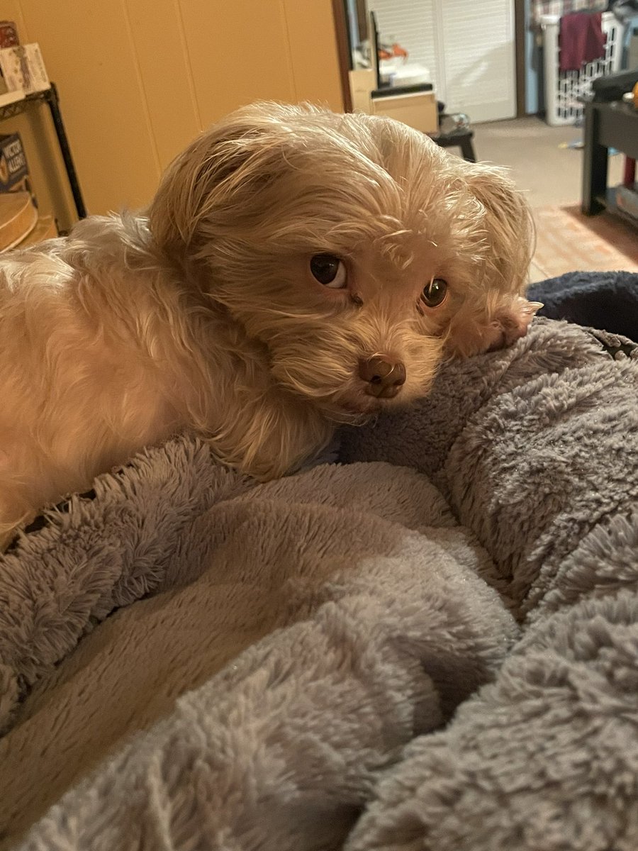Was_and_When's tweet photo. @bbypandaapril Hermie says hi 🐶 https://t.co/Ok7MpygJYv