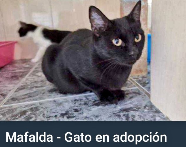 Los ha recogido una amiga del campo que estaban solos, sin una mamá y sus dos peques.
Ya esterilizada.

Ficha de  Mapache asokaelgrande.org/ficha-11217
Ficha de Mambo asokaelgrande.org/ficha-11216
 Ficha de  Mafalda asokaelgrande.org/ficha-11218

<a href="/AsokaElGrande/">Asoka El Grande</a>