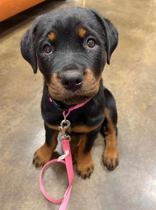 𝕏 Dogs tweet media