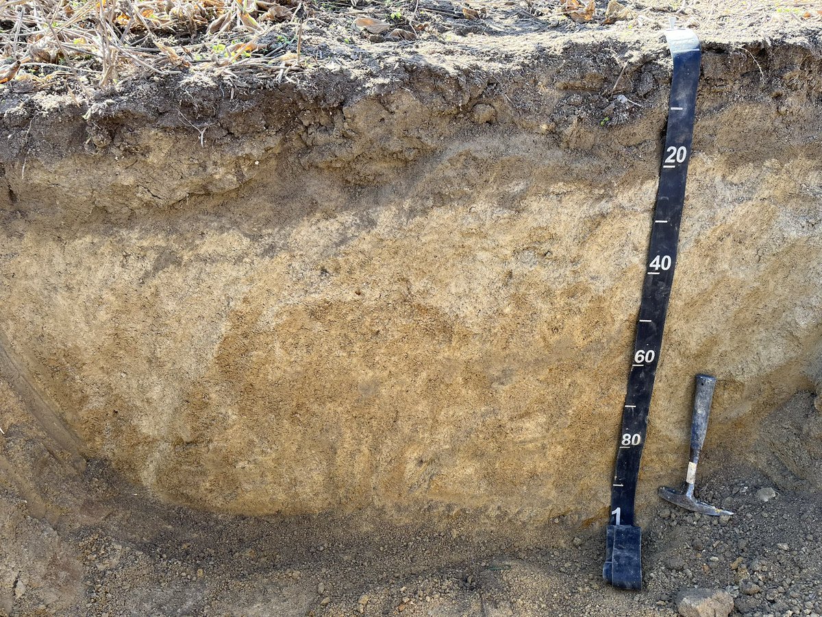 M.C. Ricker 🐲 tweet media